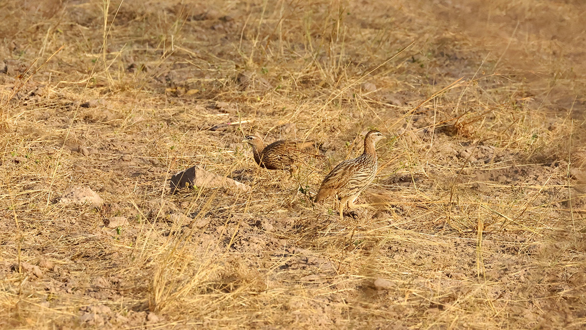 Double-spurred Francolin